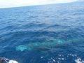 Underwater whale!
