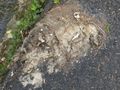 Something (long) dead in the road 