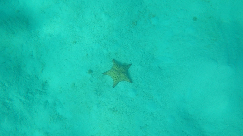 Different blurry starfish