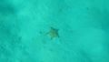 Different blurry starfish