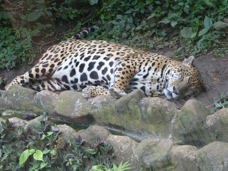 Regular jaguar