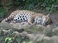 Regular jaguar