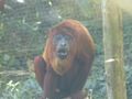 Terrible but oh so cute pic of howler monkey