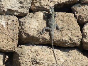 Lizards were everywhere at archaeological sites in Tyre