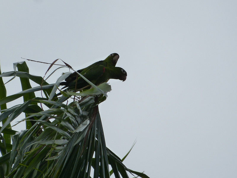 Hispaniolan Parrots