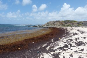 The seaweed beach