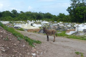 Cemetery donkey