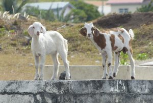 Baby cemetery goats