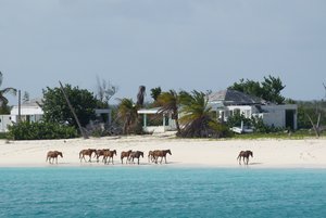 Horses on the Princess Diana beach