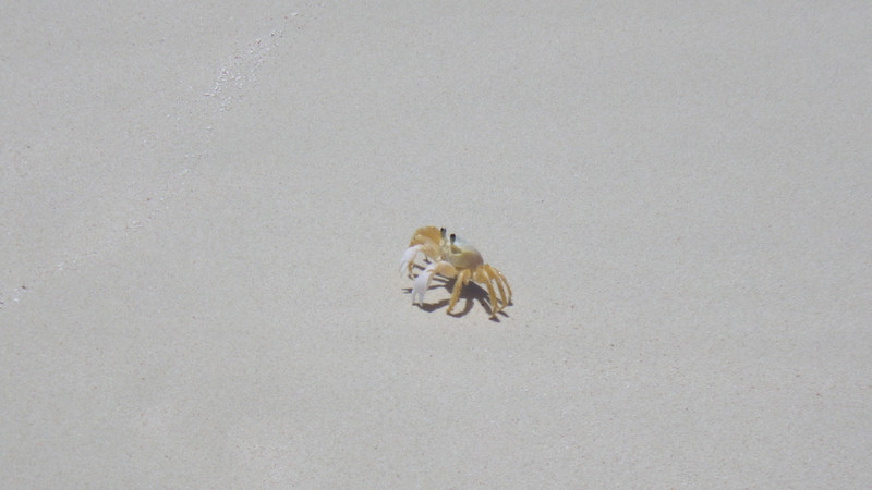 The only crab on Mopion island