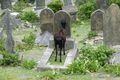 Is this goat deep in conversation with the dead?