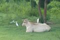 This is why they're called cattle egrets
