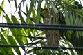 Oriole and nest