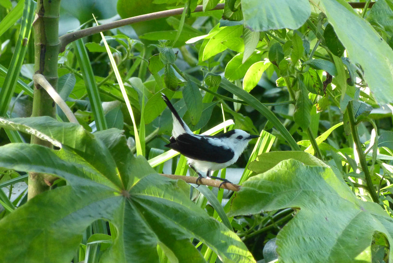 Pied water tyrant