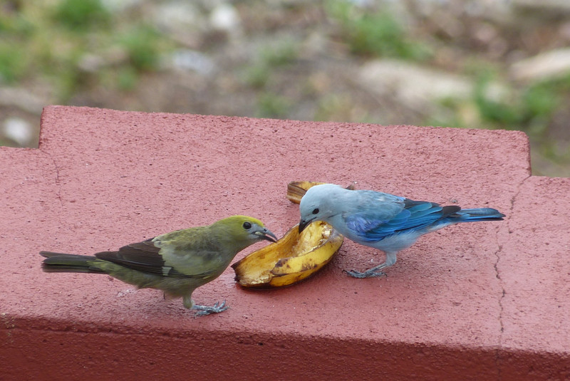 Blue-grey and palm tanagers
