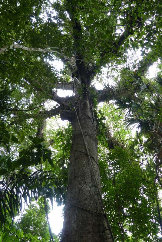 Silk cotton tree