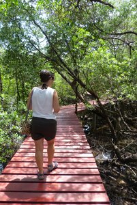 Becky in the Sa-Lak-Phet Mangrove Forest
