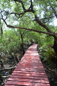 Sa-Lak-Phet Mangrove Forest