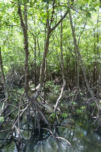 Sa-Lak-Phet Mangrove Forest