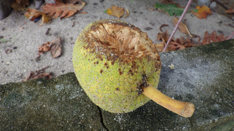 Breadfruit with bugs