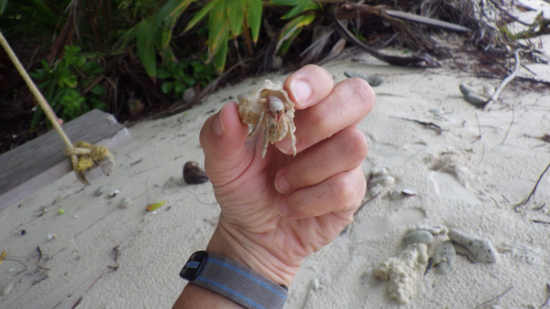 New friend hermit crab