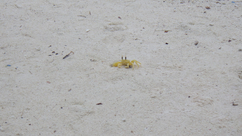 The only yellow crab I saw