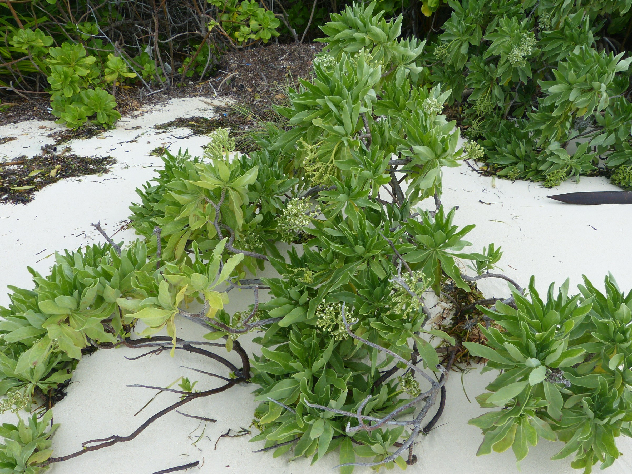 Beach plant | Photo