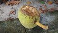 Breadfruit with bugs