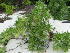 Beach plant