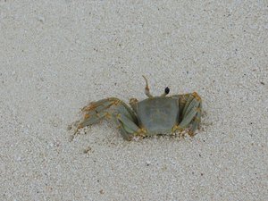 Got so close, thought this crab was dead. 