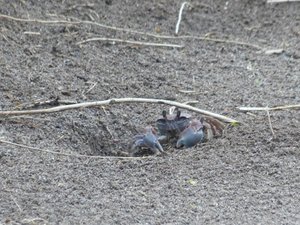 Forest crab