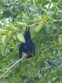 Flying fox