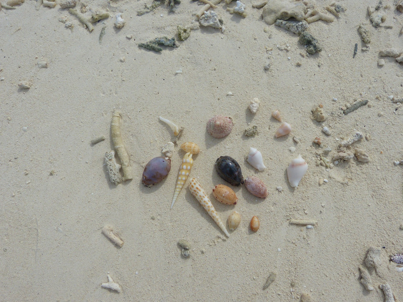 The prettiest shells