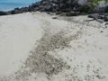 So much dead coral washes up