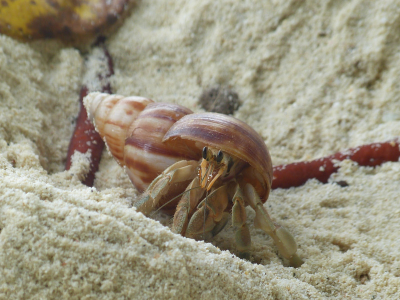 Obligatory hermit crab photo