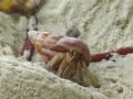Obligatory hermit crab photo