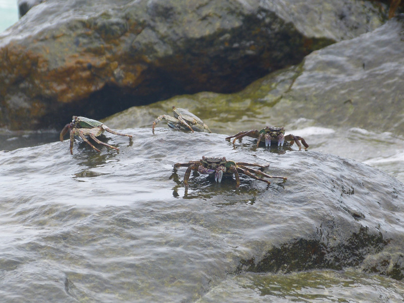 Crabs with water