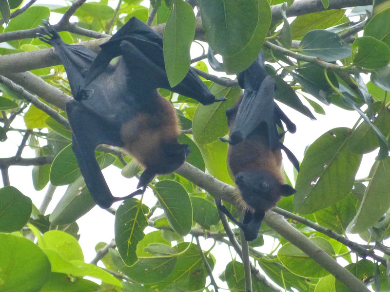Two bats