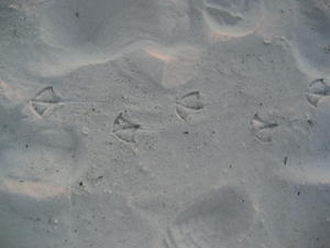 Seagull foot prints