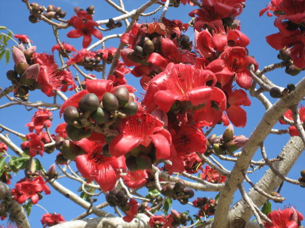 Red Cotton Tree Flower