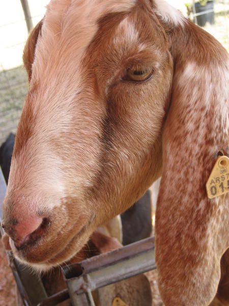 Goat face