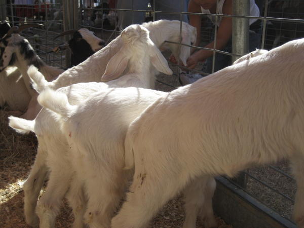 Goat butts