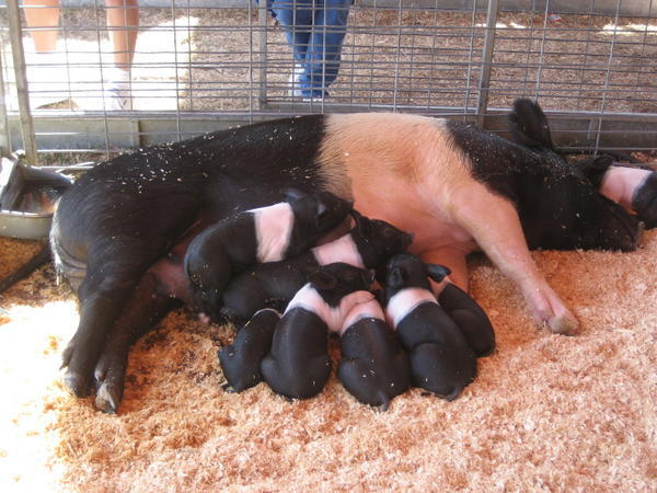 Mommy and piglets