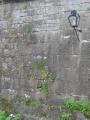 Plants growing from wall