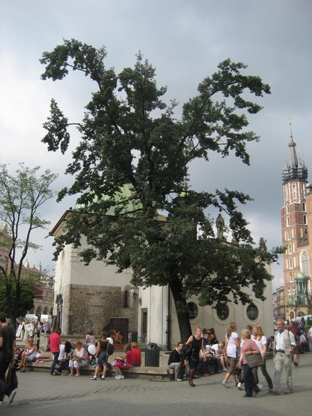 Tree in main square