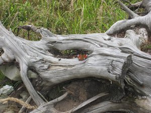Butterfly stump