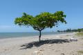 Ceiba beach