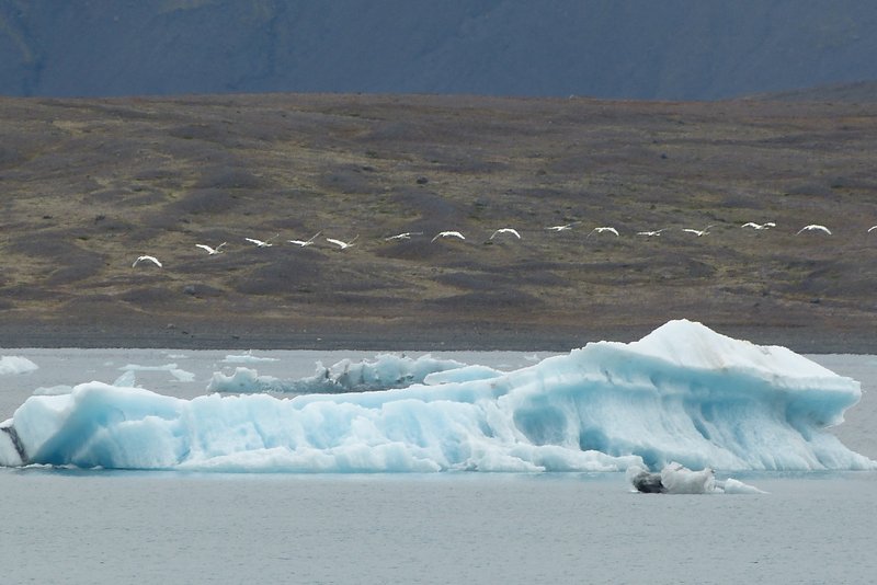 Birds and bergs