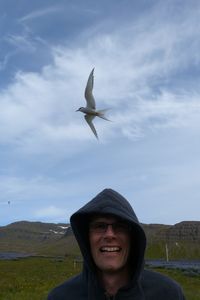 Arctic tern divebomb