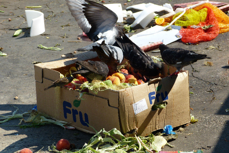 Pigeons eating leftover food at market